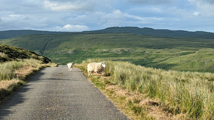 Carbost Sheep